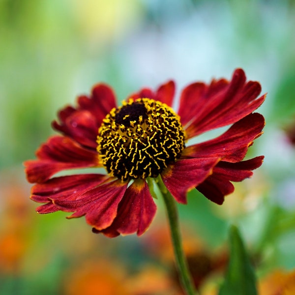 RED SNEEZEWEED Seeds *FREE Shipping!* Fresh & Organic Helenium autumnale seeds | red outdoor flower seeds bulk | rare seeds sneezeweed plant