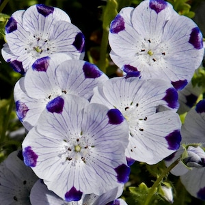 May include: Close-up of several white flowers with purple spots and delicate purple veins radiating from the center. The flowers have a soft, textured appearance and are in full bloom, showcasing their intricate details. The image captures the beauty of nature.