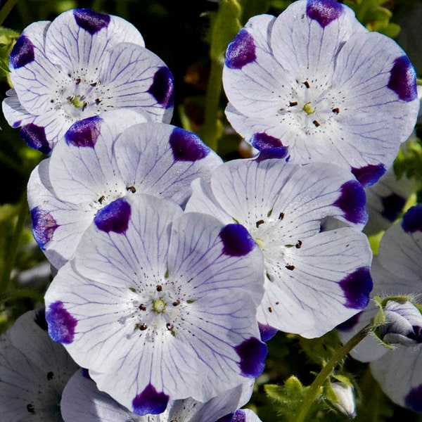 FIVE SPOT Seeds *FREE Shipping!* Fresh & Organic Nemophila maculata Seeds, White Outdoor Flower Seeds Bulk | Fivespot Baby Blue Eyes
