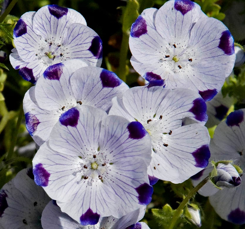 Cats Eye Flower Seed - Etsy