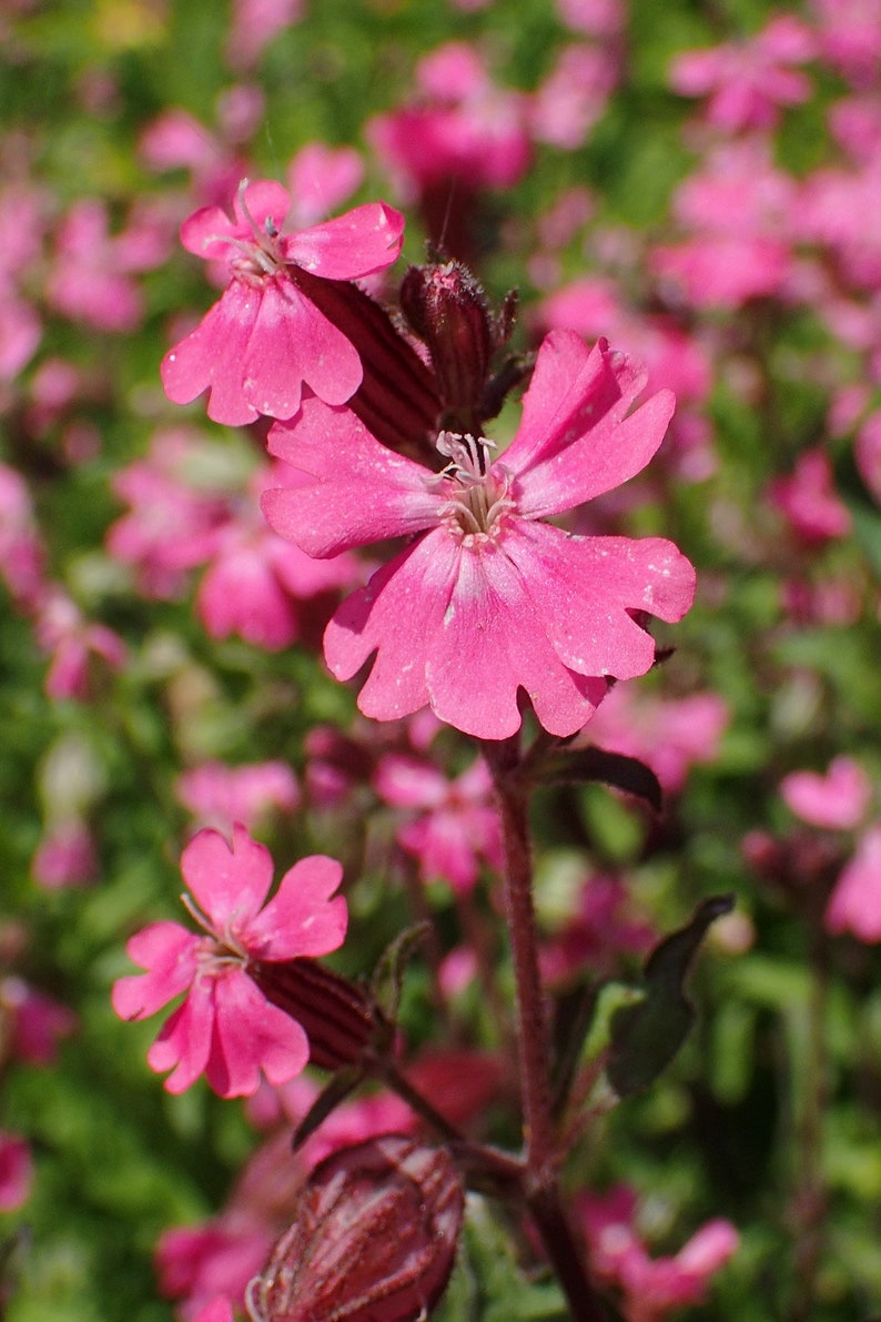 NODDING CATCHFLY Seeds *free Shipping!* Fresh & Organic Silene Pendula ...