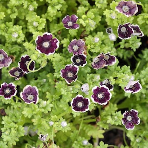 PENNY BLACK NEMOPHILA Seeds *Free Shipping!* Fresh & Organic Nemophila menziesii Seeds, Black Outdoor Flower Seeds Bulk | Baby Black Eyes image 5
