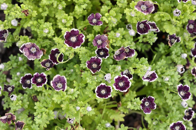 PENNY BLACK NEMOPHILA Seeds *Free Shipping!* Fresh & Organic Nemophila menziesii Seeds, Black Outdoor Flower Seeds Bulk | Baby Black Eyes image 5
