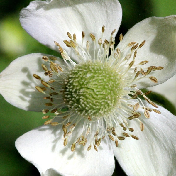 THIMBLEWEED Seeds *Free Shipping!* Fresh & Organic Anemone virginiana Seeds | White Outdoor Flower Seeds for Planting | Tall Anemone