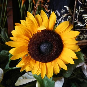 DWARF SUNSPOT SUNFLOWER Seeds *free Shipping!* Fresh & Organic Dwarf ...