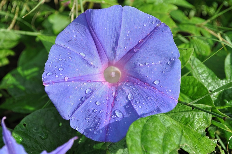 BLUE MORNING GLORY Seeds *Free Shipping!* Fresh & Organic Ipomoea purpurea Seeds, Blue Outdoor Flower Seeds Bulk | Tall Morning Glory image 1