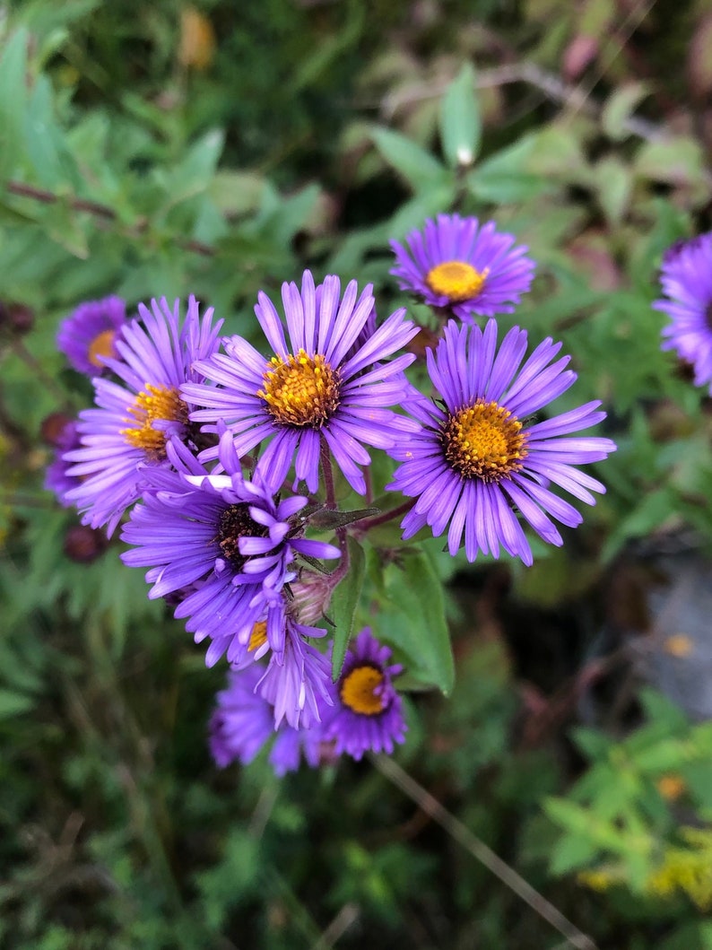 Op de afbeelding: Een groep paarse wilde bloemen met gele centra bloeit in een veld. De bloemen hebben delicate bloemblaadjes en zijn in een boeketvormige formatie gerangschikt.