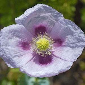 IZMIR POPPY Seeds *FREE Shipping!* White-Purple Papaver somniferum Seeds | Cold Weather Flower Seeds [Bulk options available]