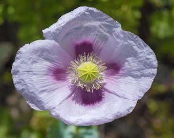 IZMIR POPPY Seeds *FREE Shipping!* White-Purple Papaver somniferum Seeds | Cold Weather Flower Seeds [Bulk options available]