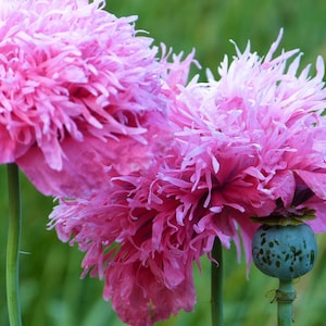 COTTON CANDY POPPY Seeds *Free Shipping!* Fresh & Organic Papaver somniferum Seeds | Pink Outdoor Flower, Breadseed Poppy Seeds for Planting