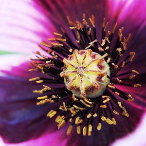 BLACK SWAN Poppy Seeds *FREE Shipping!* Deep Purple Papaver somniferum Seeds, Red Poppy | Cold Weather Flower Seeds [Bulk options available]
