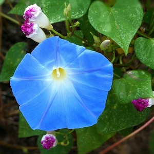 May include: A vibrant blue morning glory flower with a white center blooms against a backdrop of green leaves.