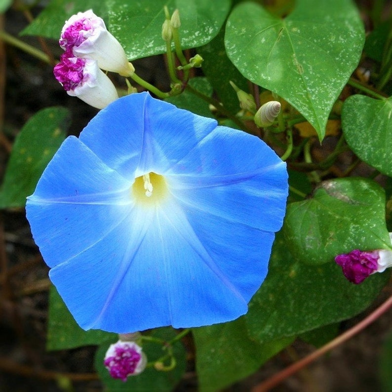 May include: A vibrant blue morning glory flower with a white center blooms against a backdrop of green leaves.