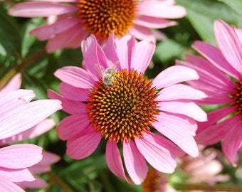 PURPLE CONEFLOWER Seeds *FREE Shipping!* Fresh & Organic Echinacea purpurea seeds | purple outdoor flower seeds bulk | Purple Echinacea