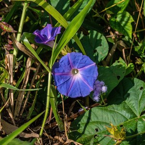 BLUE MORNING GLORY Seeds *Free Shipping!* Fresh & Organic Ipomoea purpurea Seeds, Blue Outdoor Flower Seeds Bulk | Tall Morning Glory image 4