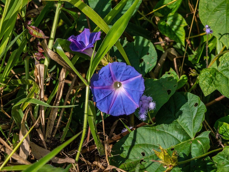 BLUE MORNING GLORY Seeds *Free Shipping!* Fresh & Organic Ipomoea purpurea Seeds, Blue Outdoor Flower Seeds Bulk | Tall Morning Glory image 4