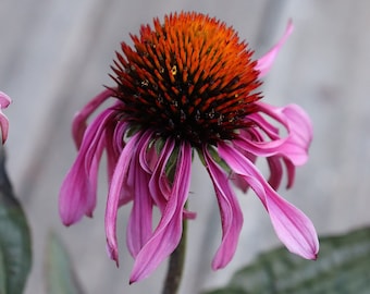 GLADE CONEFLOWER Seeds *FREE Shipping!* Fresh & Organic Echinacea angustifolia seeds | purple outdoor flower seeds bulk | Purple Echinacea