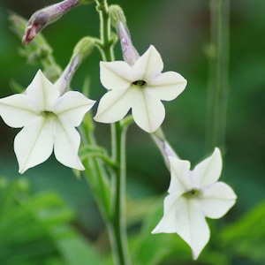 NICOTIANA ALATA Seeds *Free Shipping!* Jasmine Tobacco, Sweet Tobacco, Winged Tobacco, Persian Tobacco Seeds BULK