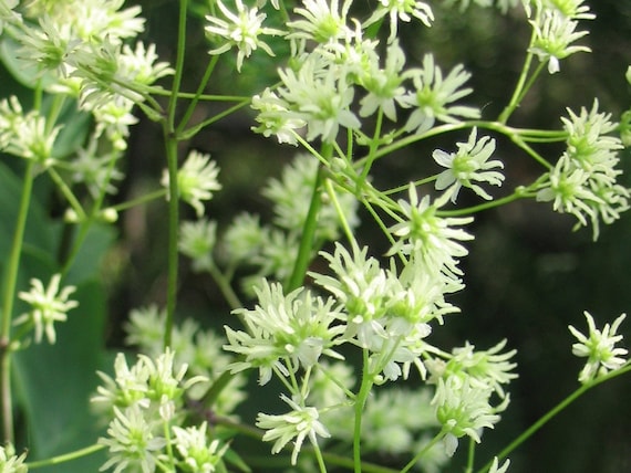 TALL MEADOW RUE Seeds *Free Shipping!* Fresh & Organic Thalictrum  dasycarpum Seeds, White Outdoor Flower Seeds Bulk | Purple Rue Herb