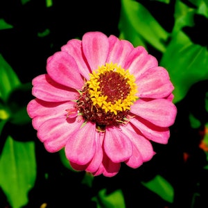 PINK ZINNIA Seeds *FREE Shipping!* Fresh & Organic Zinnia elegans seeds, Pink Outdoor Plant Flower Seeds Bulk | Elegant Zinnia Seeds