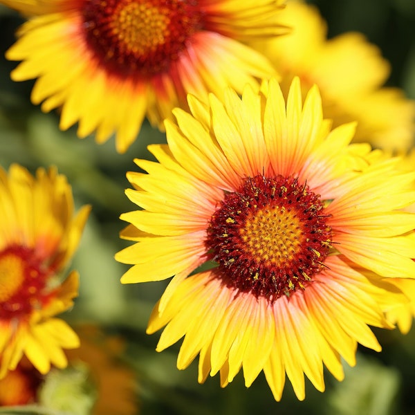 YELLOW BLANKETFLOWER Seeds *FREE Shipping!* Fresh & Organic Gaillardia aristata seeds | yellow outdoor blanket flower seeds bulk