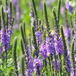 HOARY VERVAIN Seeds *Free Shipping!* Fresh & Organic Verbena stricta Seeds, Purple Outdoor Flower Seeds Bulk | Hoary Verbena Native Flowers