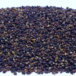PENNY BLACK NEMOPHILA Seeds *Free Shipping!* Fresh & Organic Nemophila menziesii Seeds, Black Outdoor Flower Seeds Bulk | Baby Black Eyes image 6