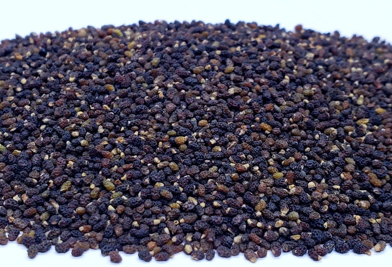PENNY BLACK NEMOPHILA Seeds *Free Shipping!* Fresh & Organic Nemophila menziesii Seeds, Black Outdoor Flower Seeds Bulk | Baby Black Eyes image 6