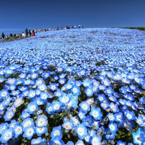 Nemophila Flower - Etsy