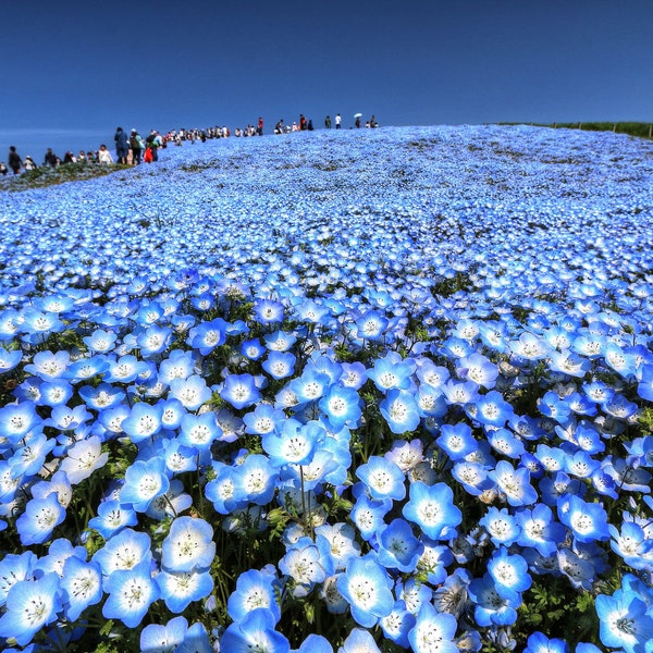 BABY BLUE EYES Seeds *Free Shipping!* Fresh & Organic Nemophila menziesii Seeds, Blue Outdoor Flower Seeds Bulk | Sky Blue Nemophila