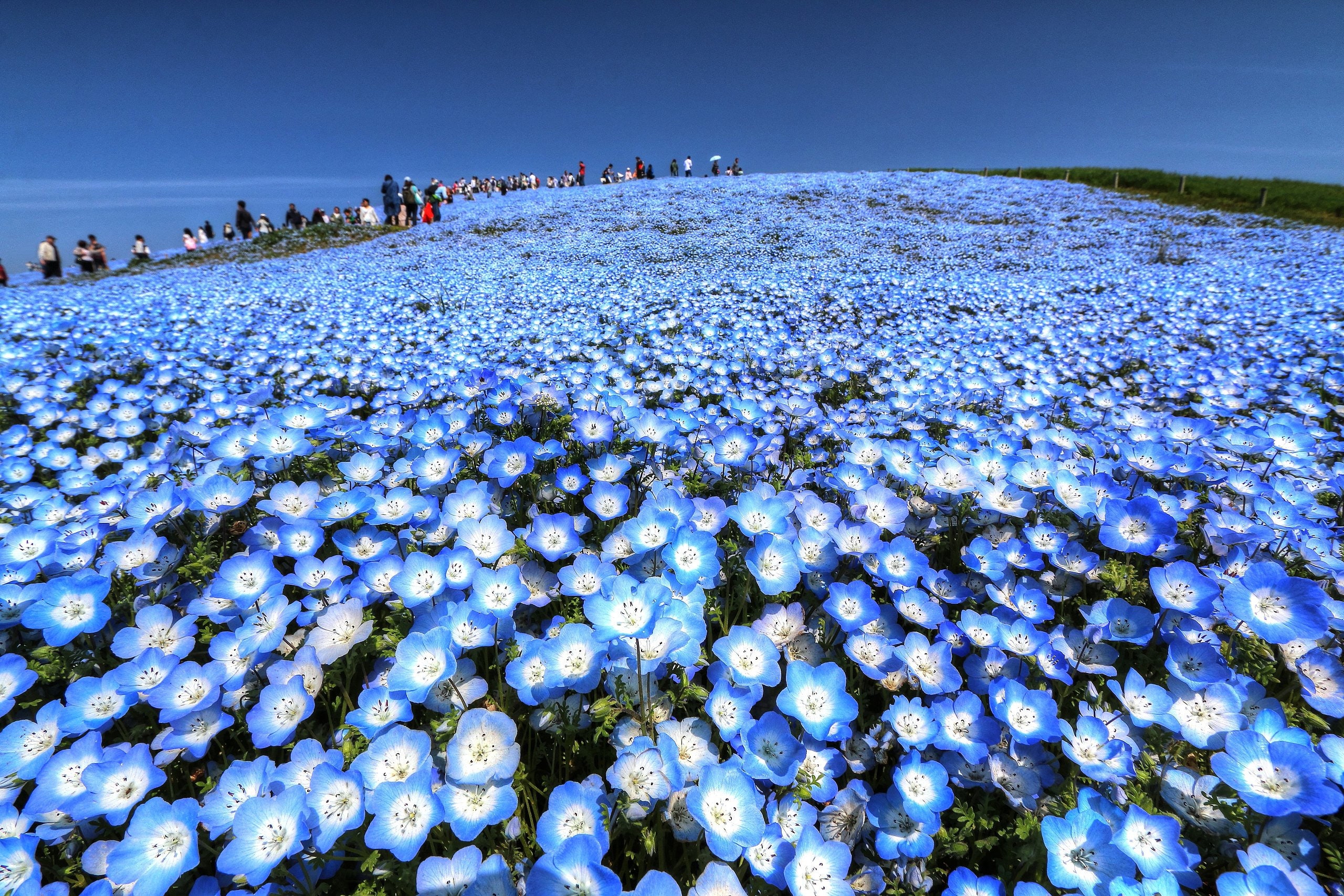 Nemophila Flower - Etsy