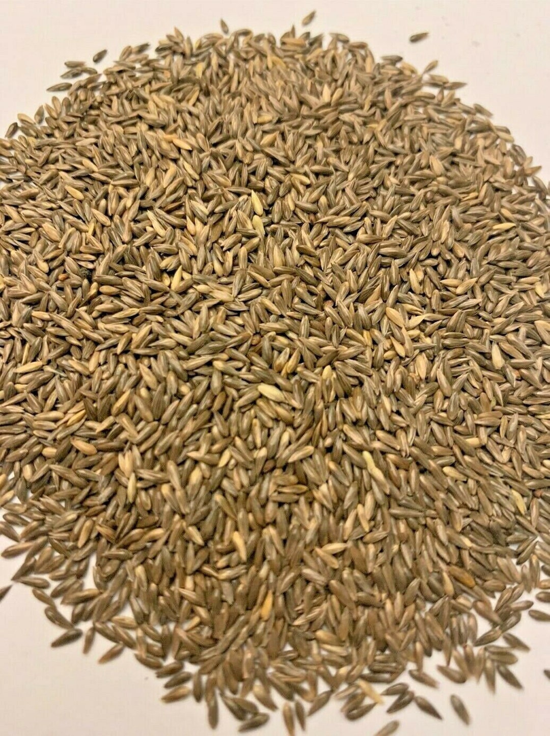 Reed Canary Grass Seeds FREE Shipping Phalaris Arundinacea Seeds, Non