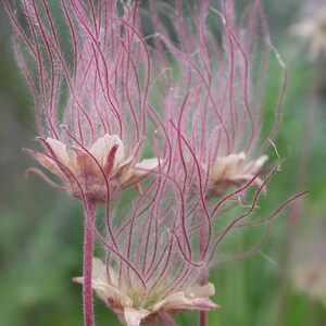 Peut inclure: Gros plan sur une fleur rose et blanche aux p&eacute;tales plumeux et vaporeux. La fleur a une apparence d&eacute;licate et a&eacute;rienne.