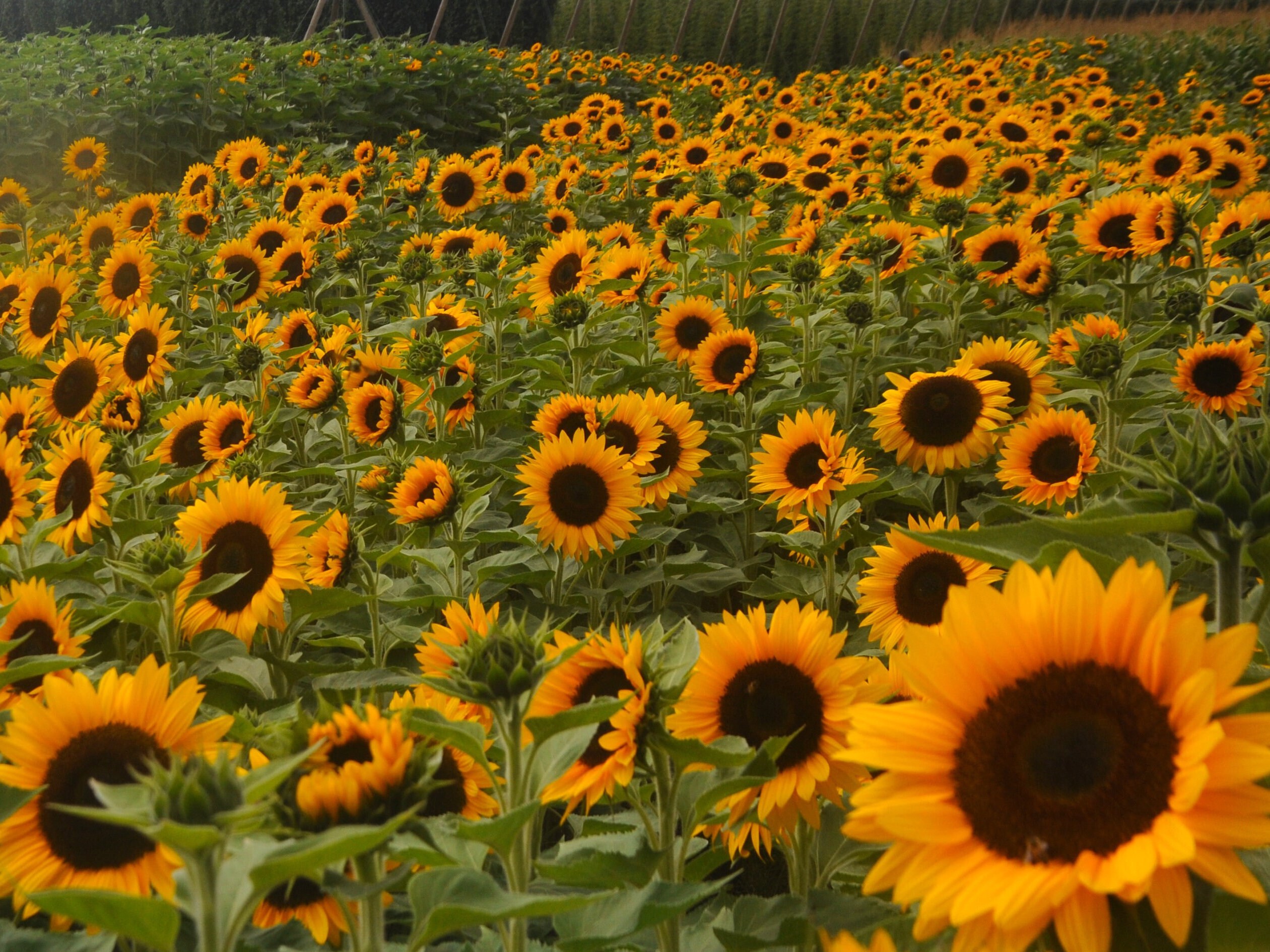DWARF SUNSPOT SUNFLOWER Seeds *free Shipping!* Fresh & Organic Dwarf ...