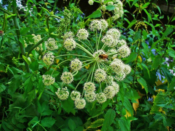ANGELICA Seeds *FREE Shipping!* Fresh & Organic Angelica Archangelica Seeds,  Green Outdoor Flower Seeds Bulk | Angelica Herb Plant Seeds - Etsy