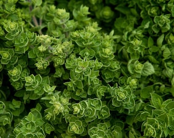 ITALIAN OREGANO Seeds *Free Shipping!* Fresh & Organic Origanum vulgare Seeds | Flowering Herb Seeds for Planting, "Wild Marjoram"