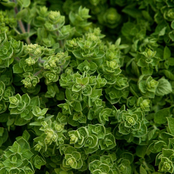 ITALIAN OREGANO Seeds *Free Shipping!* Fresh & Organic Origanum vulgare Seeds | Flowering Herb Seeds for Planting, "Wild Marjoram"