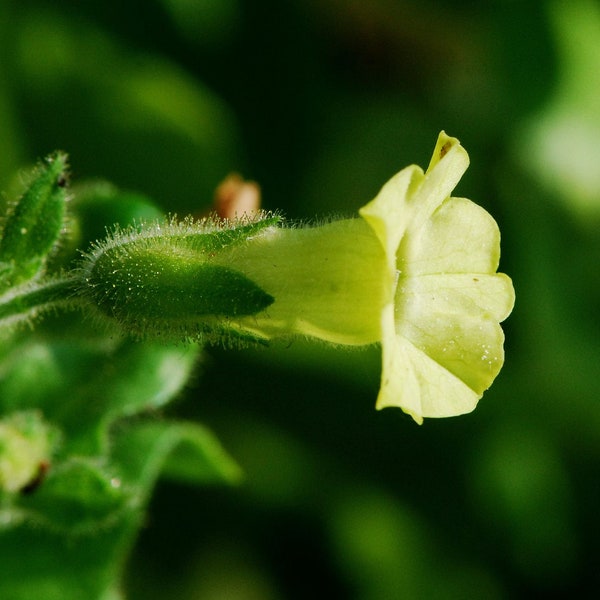 NICOTIANA RUSTICA Seeds *FREE Shipping!* Aztec Tobacco, Sacred Tobacco, Strong Hopi Tobacco, Mapacho Bulk