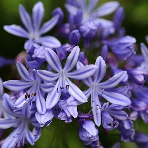 AGAPANTHUS PRAECOX Seeds *FREE Shipping!* Fresh & Organic Lily of the Nile, Common Agapanthus, African Lily Plant Flower Seeds Bulk