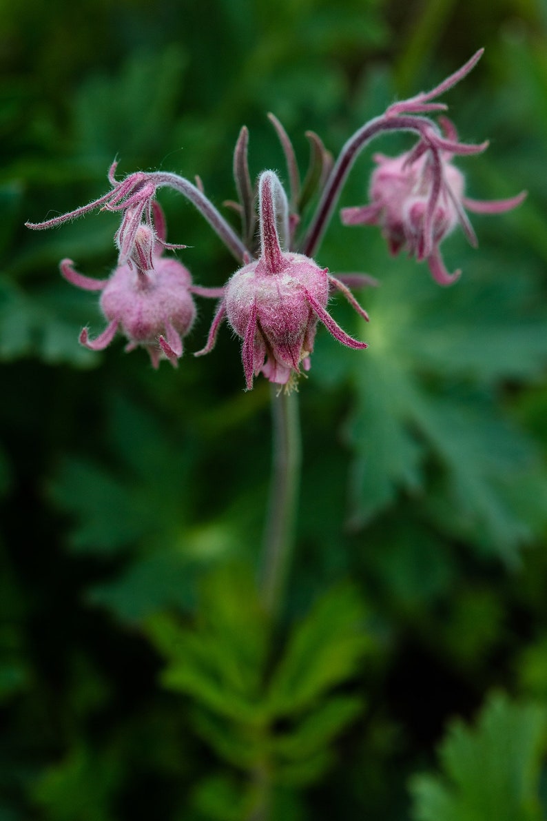 Peut inclure: Gros plan sur une fleur rose &agrave; la texture duveteuse. La fleur est en pleine floraison et a plusieurs p&eacute;tales. L'arri&egrave;re-plan est un flou de feuillage vert.