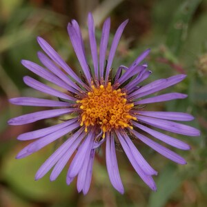 NEW ENGLAND ASTER Seeds *Free Shipping!* Fresh & Organic Aster novae-angliae Seeds, Purple Outdoor Flower Seeds Bulk | Purple Aster afbeelding 6