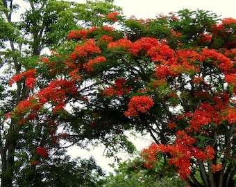 ROYAL POINCIANA Seeds *FREE Shipping!* Fresh & Organic Delonix regia seeds | red outdoor flower seeds bulk | Flame Tree Tree Seeds