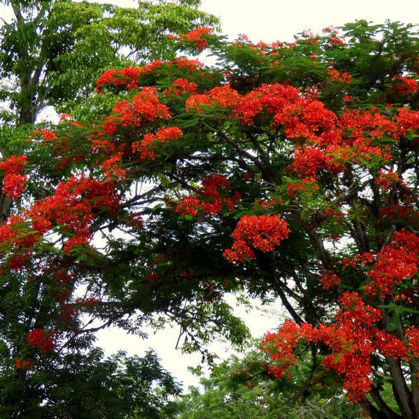 ROYAL POINCIANA Seeds *FREE Shipping!* Fresh & Organic Delonix regia seeds | red outdoor flower seeds bulk | Flame Tree Tree Seeds