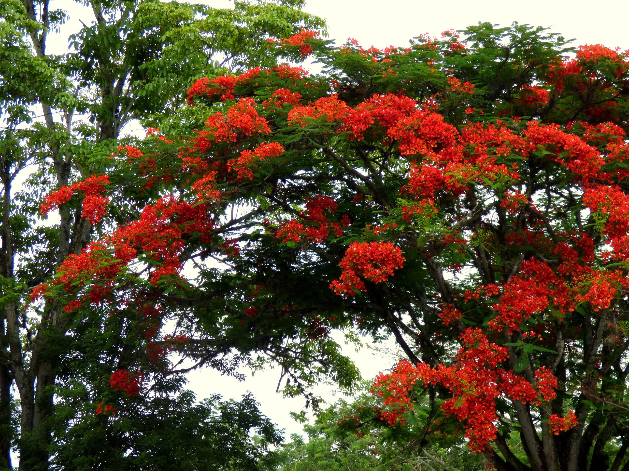 ROYAL POINCIANA Seeds *FREE Shipping!* Fresh & Organic Delonix regia seeds | red outdoor flower seeds bulk | Flame Tree Tree Seeds