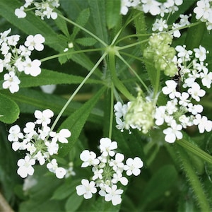 May include: Close-up of white flowers blooming on a green plant with long, thin stems. The flowers are clustered together in small groups.