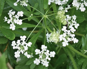 CLEAVERS Seeds *FREE Shipping!* Fresh & Organic Galium aparine seeds | white outdoor flower seeds bulk | Catchweed clivers galium seeds