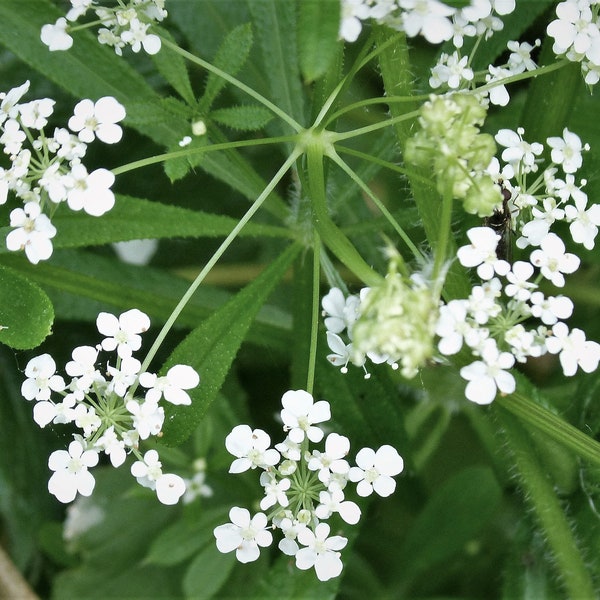 CLEAVERS Seeds *FREE Shipping!* Fresh & Organic Galium aparine seeds | white outdoor flower seeds bulk | Catchweed clivers galium seeds