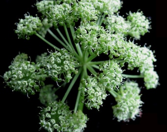 GIANT ANGELICA Seeds *FREE Shipping!* Fresh & Organic Angelica atropurpurea seeds, White Outdoor Flower Seeds Bulk | Angelica Herb Seeds