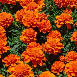 POT MARIGOLD Seeds *Free Shipping!* Fresh & Organic Calendula officinalis Seeds | Yellow Outdoor Flower Seeds for Planting