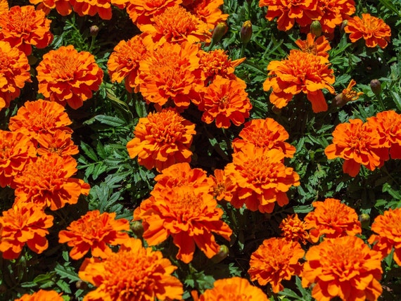 POT MARIGOLD Seeds *Free Shipping!* Fresh & Organic Calendula officinalis Seeds | Yellow Outdoor Flower Seeds for Planting